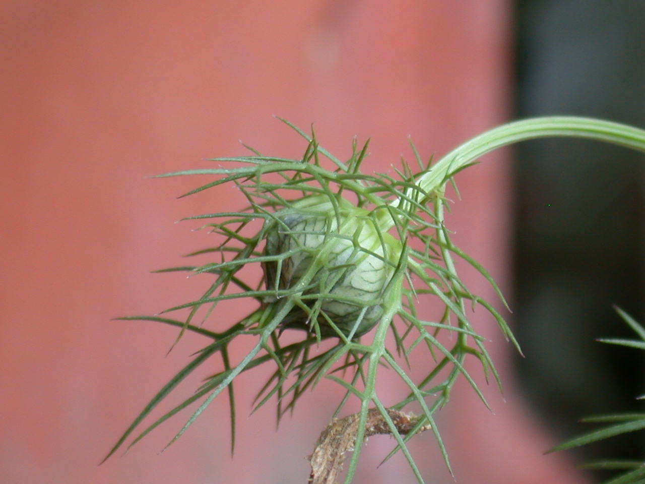 Nigella damascena / Damigella scapigliata